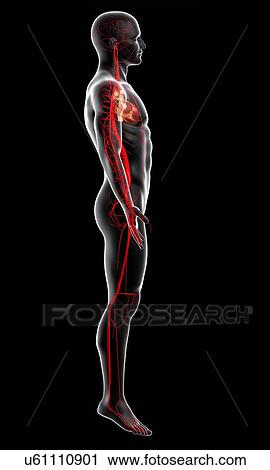 Human arteries, artwork View Large Illustration Clip Art - Human arteries, artwork. Fotosearch