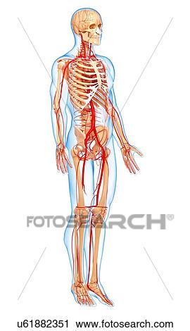Human arteries, artwork View Large Illustration Clip Art - Human arteries, artwork. Fotosearch