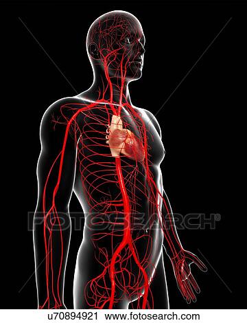 Human arteries, artwork View Large Illustration Clip Art - Human arteries, artwork. Fotosearch