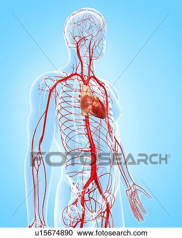 Clipart - Human arteries, artwork. Fotosearch
