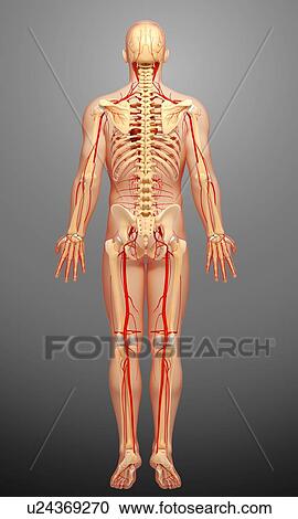Clipart - Human arteries, artwork. Fotosearch