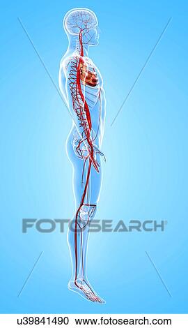 Clipart - Human arteries, artwork. Fotosearch
