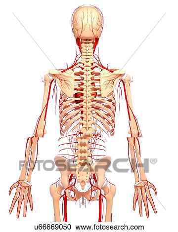 Human arteries, artwork View Large Illustration Clipart - Human arteries, artwork. Fotosearch