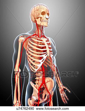 Human arteries, artwork View Large Illustration Clipart - Human arteries, artwork. Fotosearch