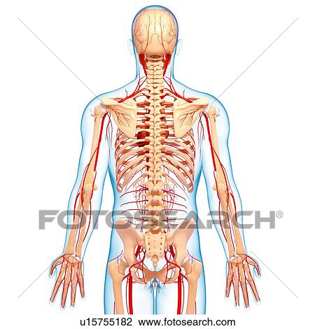 Human arteries, artwork View Large Illustration Drawing - Human arteries, artwork. Fotosearch