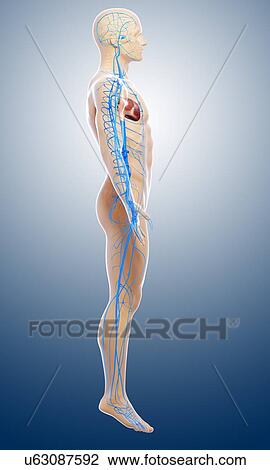 Human arteries, artwork View Large Illustration Drawing - Human arteries, artwork. Fotosearch
