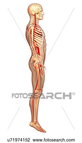 Drawing - Human arteries, artwork. Fotosearch