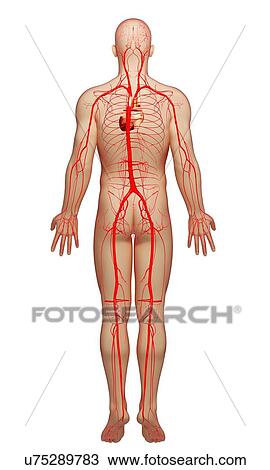Human arteries, artwork View Large Illustration Drawing - Human arteries, artwork. Fotosearch