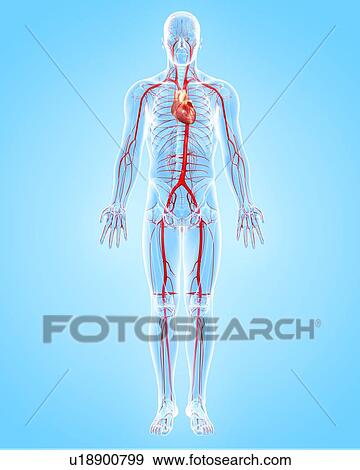 Human arteries, artwork View Large Illustration Stock Illustration - Human arteries, artwork. Fotosearch