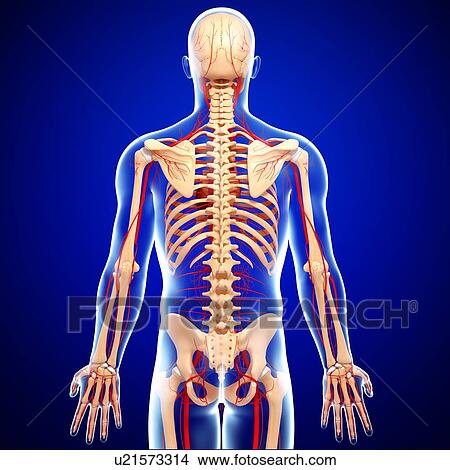 Stock Illustration - Human arteries, artwork. Fotosearch