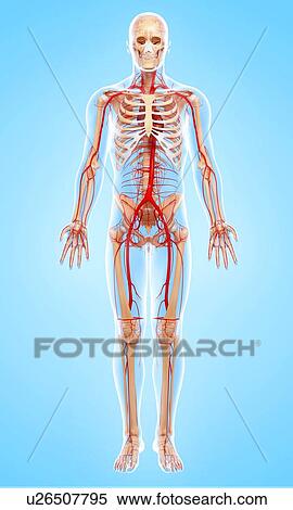 Human arteries, artwork View Large Illustration Stock Illustration - Human arteries, artwork. Fotosearch