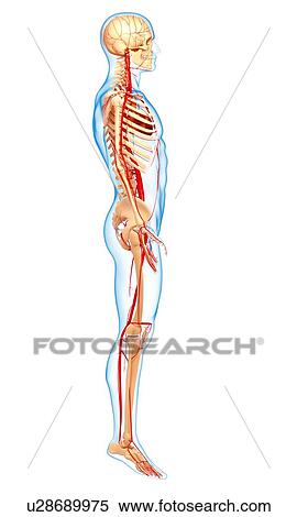 Stock Illustration - Human arteries, artwork. Fotosearch