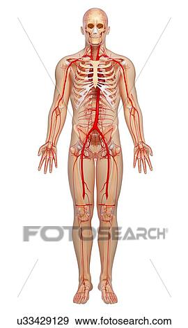 Human arteries, artwork View Large Illustration Stock Illustration - Human arteries, artwork. Fotosearch