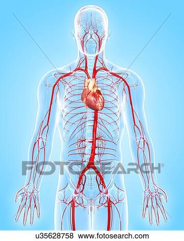 Stock Illustration - Human arteries, artwork. Fotosearch