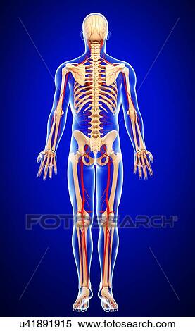 Human arteries, artwork View Large Illustration Stock Illustration - Human arteries, artwork. Fotosearch