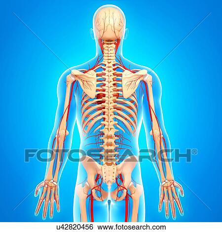 Stock Illustration - Human arteries, artwork. Fotosearch