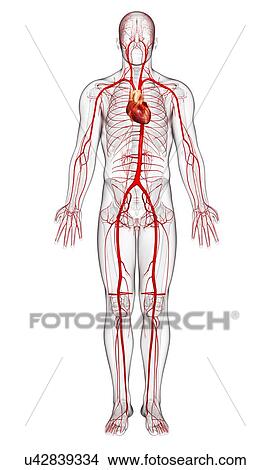 Human arteries, artwork View Large Illustration Stock Illustration - Human arteries, artwork. Fotosearch