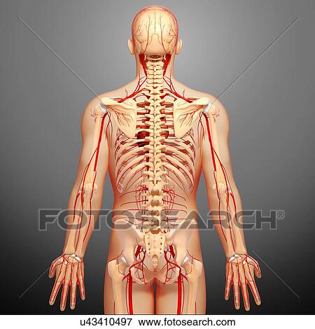 Human arteries, artwork View Large Illustration Stock Illustration - Human arteries, artwork. Fotosearch