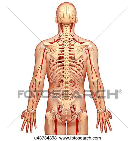 Stock Illustration - Human arteries, artwork. Fotosearch
