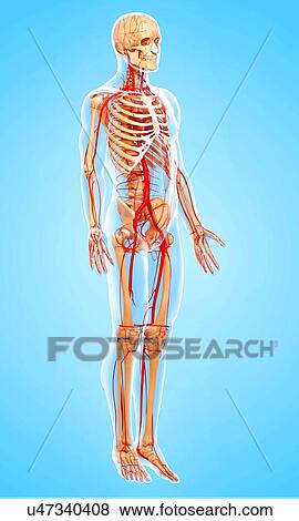 Stock Illustration - Human arteries, artwork. Fotosearch