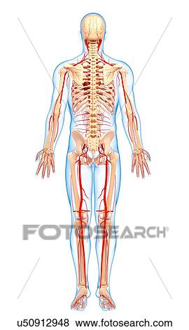 Stock Illustration - Human arteries, artwork. Fotosearch