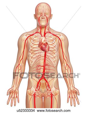 Human arteries, artwork View Large Illustration Stock Illustration - Human arteries, artwork. Fotosearch