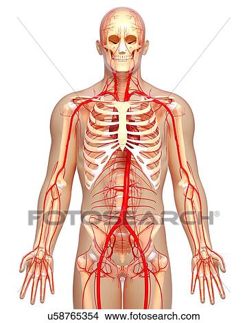 Stock Illustration - Human arteries, artwork. Fotosearch