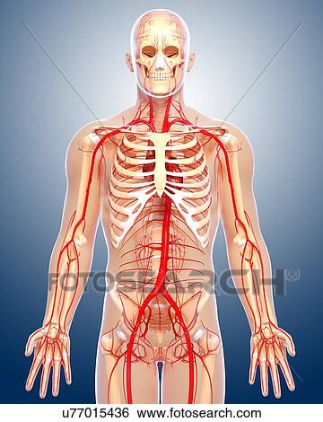 Stock Illustration - Human arteries, artwork. Fotosearch