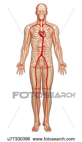 Human arteries, artwork View Large Illustration Stock Illustration - Human arteries, artwork. Fotosearch