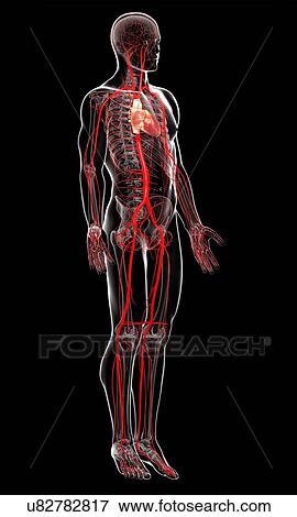 Stock Illustration - Human arteries, artwork. Fotosearch