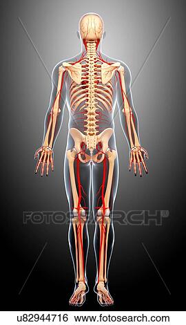 Stock Illustration - Human arteries, artwork. Fotosearch