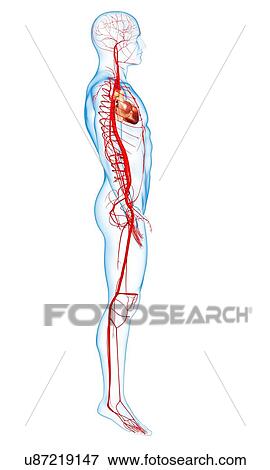 Human arteries, artwork View Large Illustration Stock Illustration - Human arteries, artwork. Fotosearch