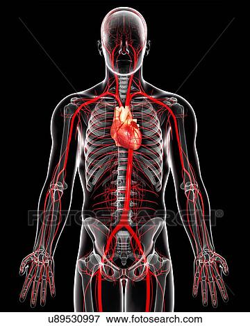 Stock Illustration - Human arteries, artwork. Fotosearch