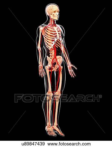 Stock Illustration - Human arteries, artwork. Fotosearch