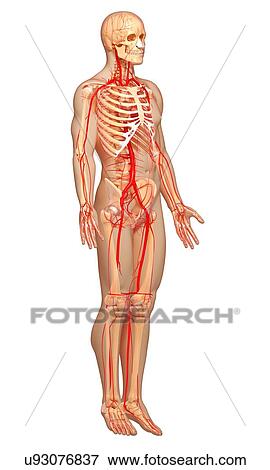 Human arteries, artwork View Large Illustration Stock Illustration - Human arteries, artwork. Fotosearch