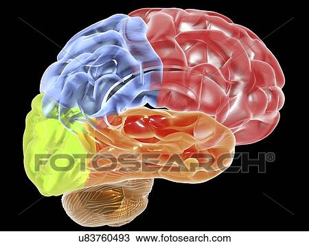 Drawing - Human brain anatomy, artwork. Fotosearch