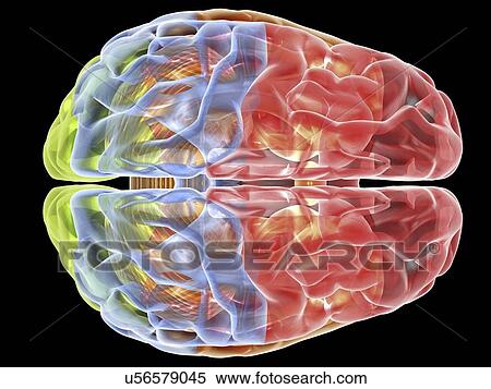 Stock Illustration - Human brain anatomy, artwork. Fotosearch