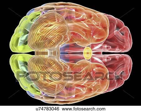 Human brain anatomy, artwork View Large Illustration Stock Illustration - Human brain anatomy, artwork. Fotosearch