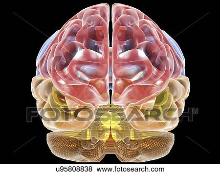 Stock Illustration - Human brain anatomy, artwork. Fotosearch