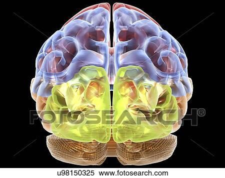Stock Illustration - Human brain anatomy, artwork. Fotosearch