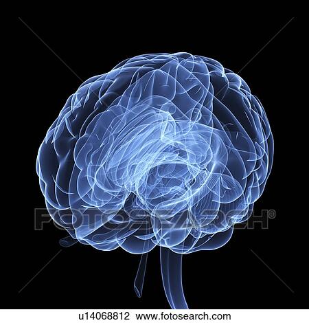 Drawing - Human brain, artwork. Fotosearch