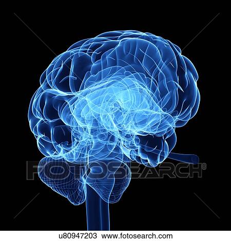 Drawing - Human brain, artwork. Fotosearch