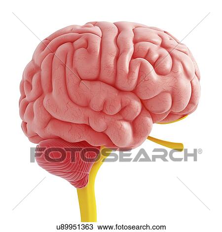 Drawing - Human brain, artwork. Fotosearch