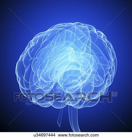 Stock Illustration - Human brain, artwork. Fotosearch