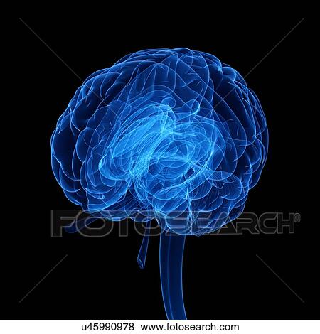 Stock Illustration - Human brain, artwork. Fotosearch