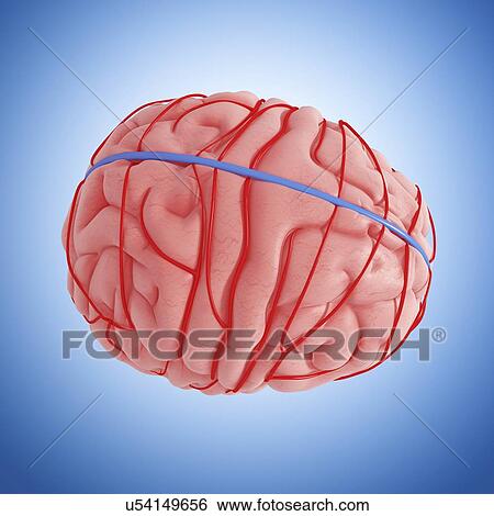 Stock Illustration - Human brain, artwork. Fotosearch
