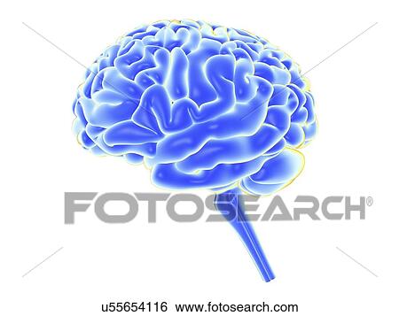 Stock Illustration - Human brain, artwork. Fotosearch