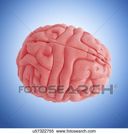Stock Illustration - Human brain, artwork. Fotosearch