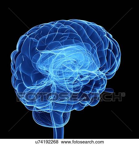 Stock Illustration - Human brain, artwork. Fotosearch
