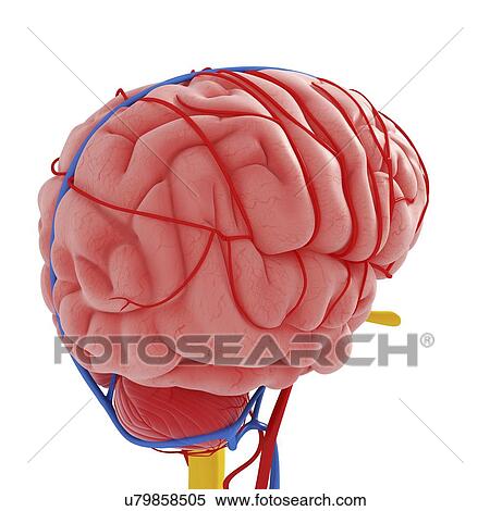 Stock Illustration - Human brain, artwork. Fotosearch